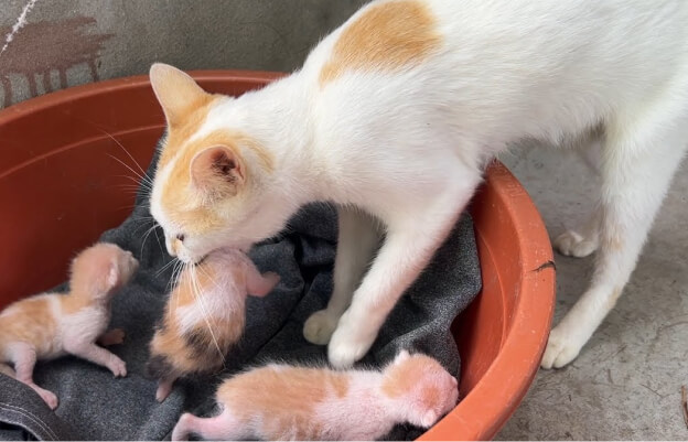 Кошка кормит котят в уютном гнезде